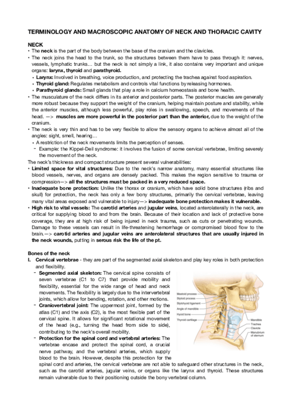 Miniatura del documento Lesson-01.-Neck-and-thoracic-cavity-..pdf