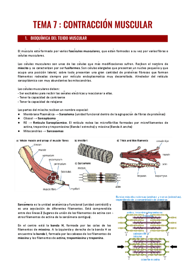 Miniatura del documento TEMA-7.pdf