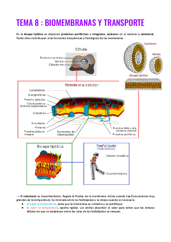 Miniatura del documento TEMA-8.pdf