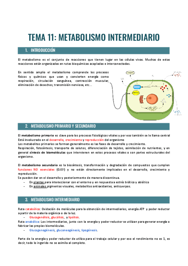 Miniatura del documento TEMA-11-METABOLISMO-INTERMEDIARIO.pdf