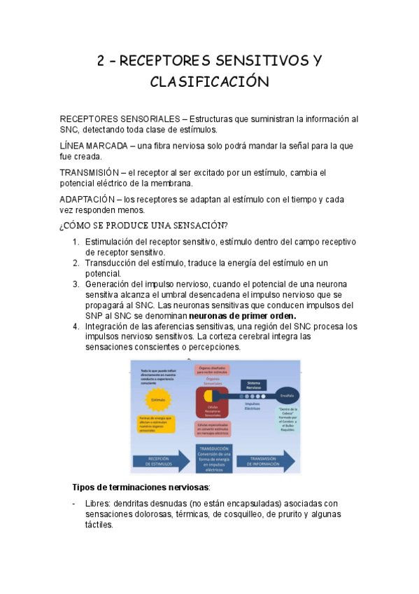 Miniatura del documento 2-receptores-sensitivos-y-clasificacion.pdf