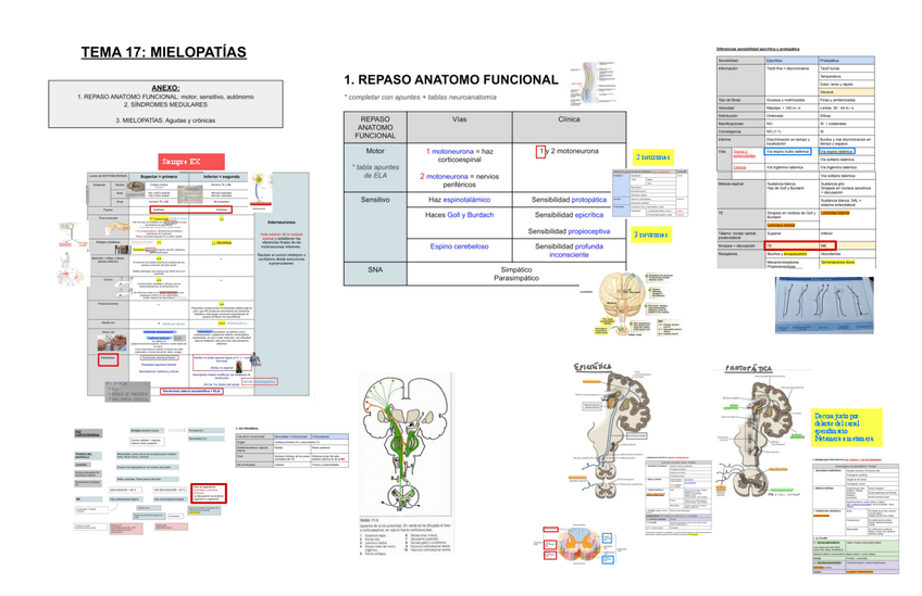 Miniatura del documento 17.-Mielopatias.pdf