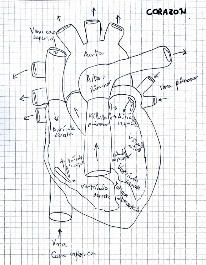 Miniatura del documento Dibujo-corazon-ANATOMIA.pdf