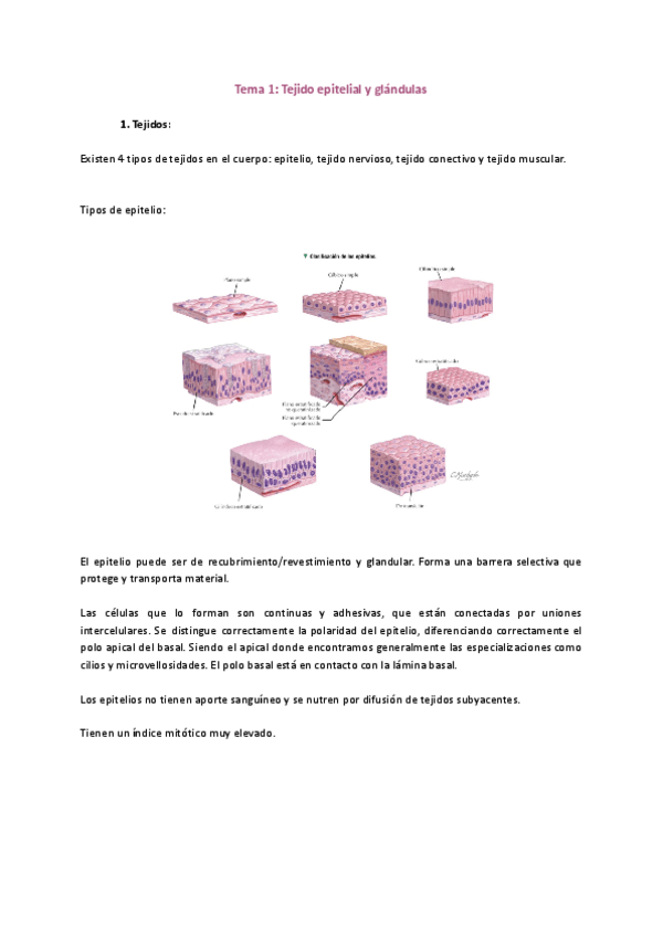 Miniatura del documento Apuntes-histologia-con-libro-Netter.pdf