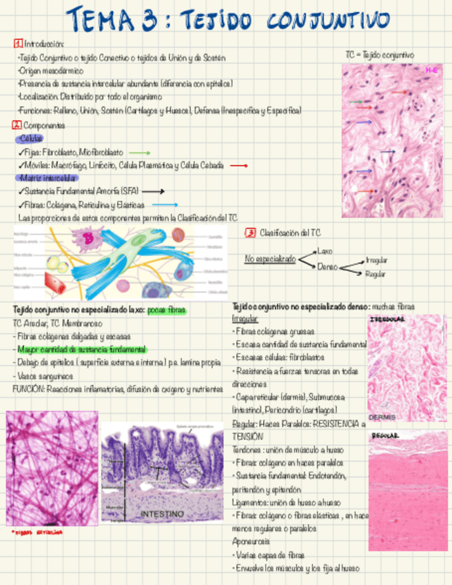 Miniatura del documento Tejido-conjuntivo.pdf