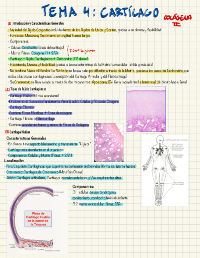 Miniatura del documento Tejido-cartilaginoso.pdf