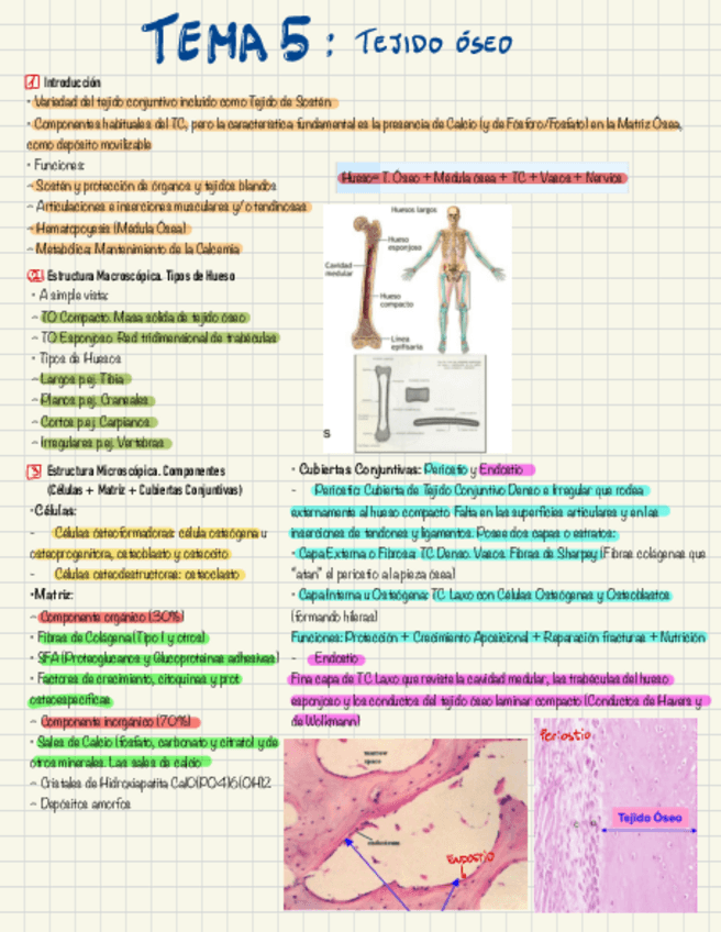Miniatura del documento Tejido-Oseo-y-osteogenesis.pdf