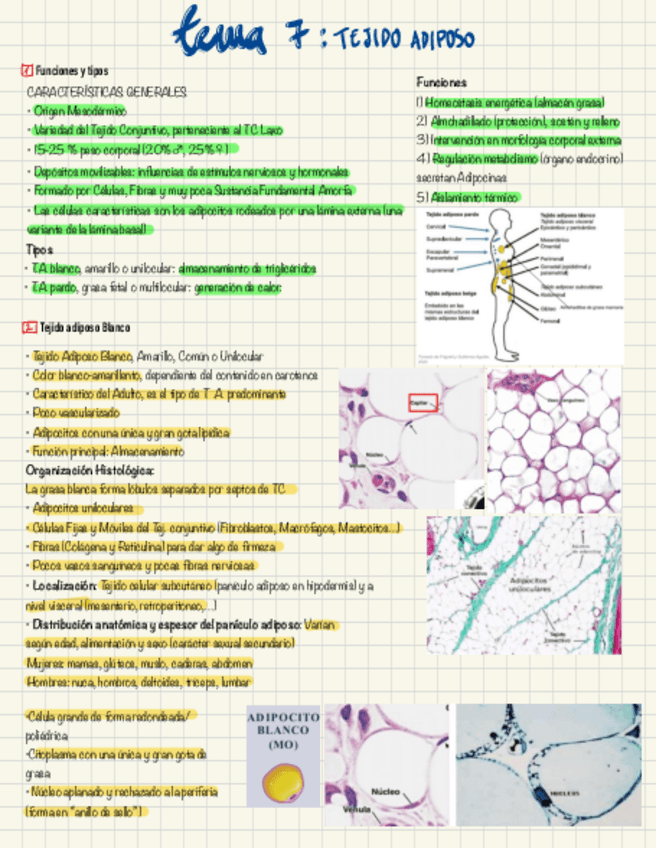 Miniatura del documento Tejido-adiposo.pdf