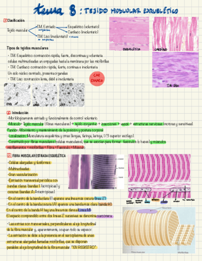 Miniatura del documento Tejido-muscular.pdf