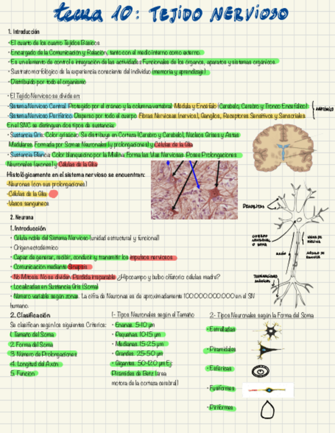 Miniatura del documento Tejido-nervioso-1.pdf