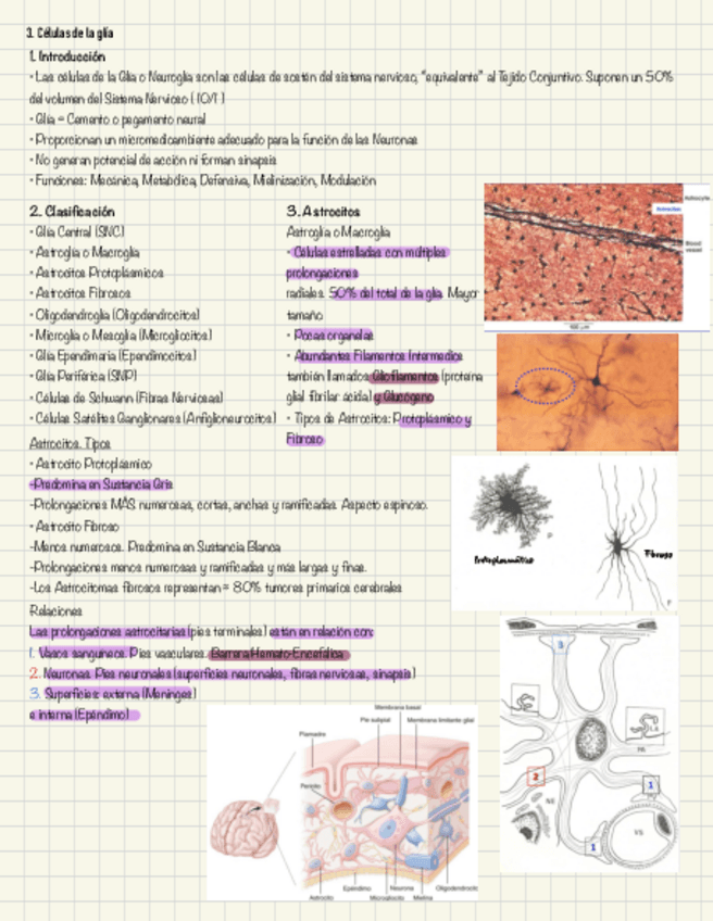 Miniatura del documento Tejido-nervioso-2.pdf