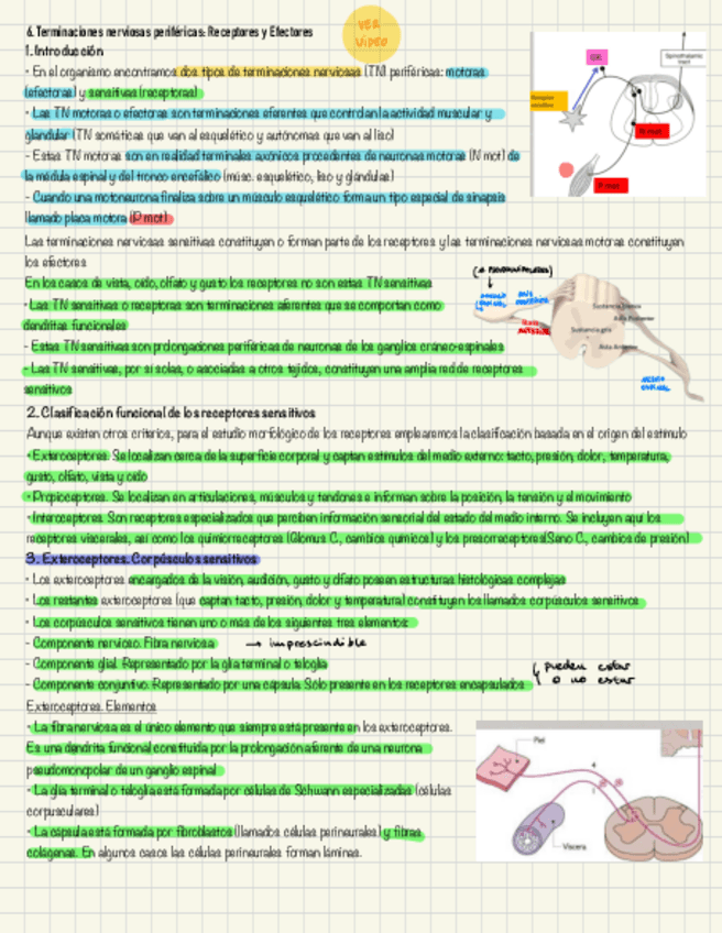 Miniatura del documento Tejido-nervioso-3.pdf
