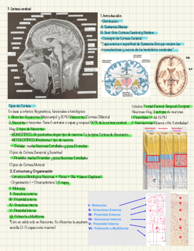 Miniatura del documento Tejido-nervioso-4.pdf