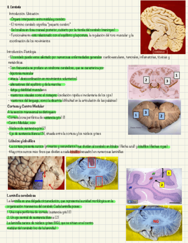 Miniatura del documento Tejido-nervioso-5.pdf