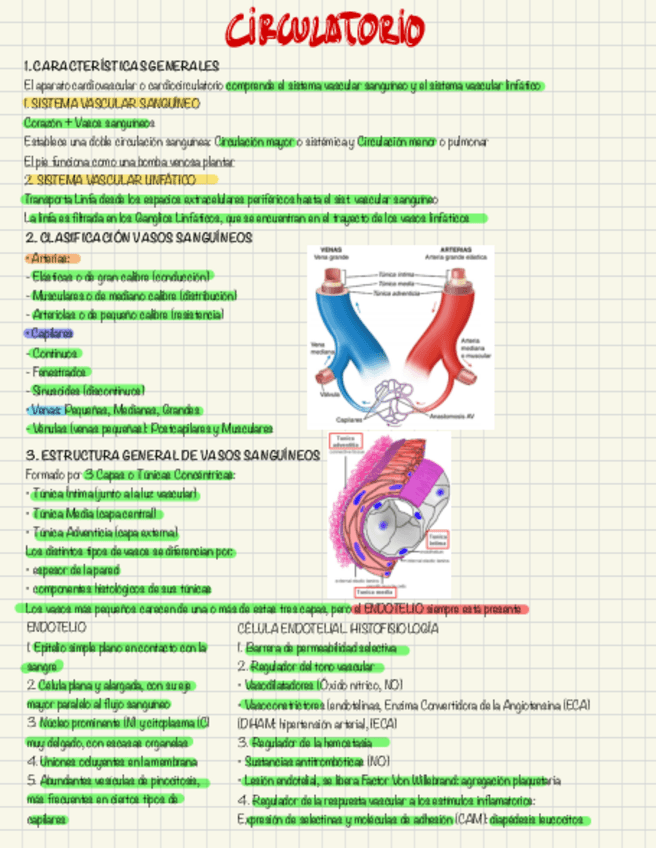 Miniatura del documento sistema-circulatorio.pdf
