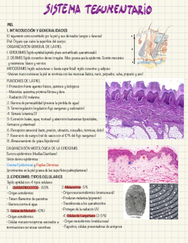 Miniatura del documento sistema-tegumentario.pdf