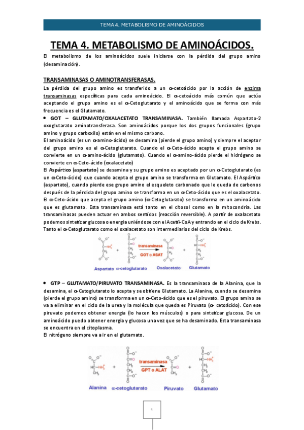 Miniatura del documento Tema-4.-Metabolismo-de-aminoacidos.pdf