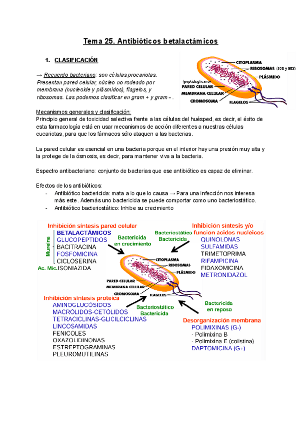 Miniatura del documento Tema-25,26-antibioticos-Beta-lactamicos e inhibidores de proteínas.pdf