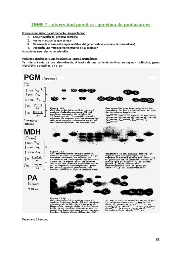 Miniatura del documento Genetica-T-7-.pdf
