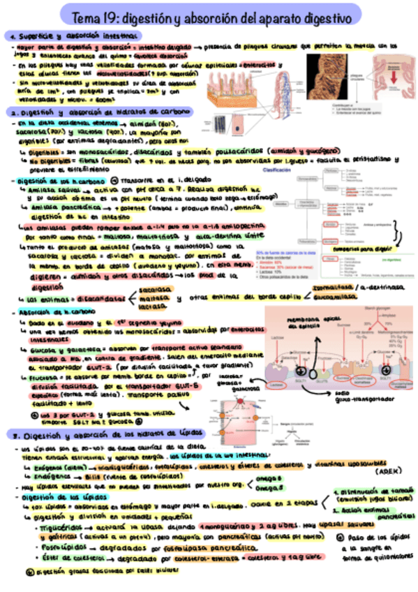 Miniatura del documento Tema-19-Fisio.pdf