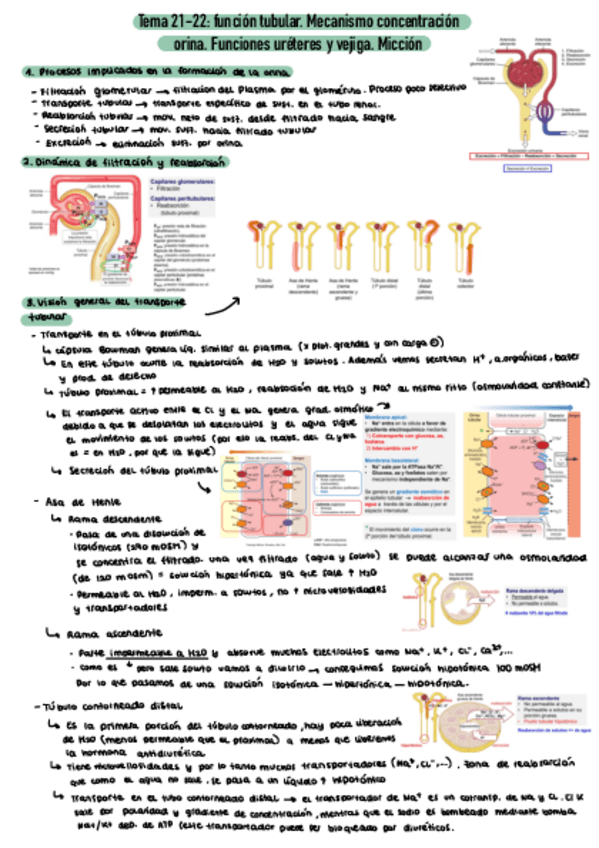 Miniatura del documento Tema-21-22-Fisio.pdf