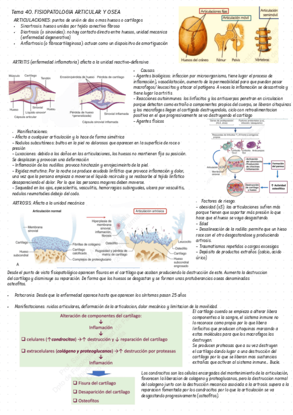 Miniatura del documento fisiopatologia-osea-y-cutanea.pdf
