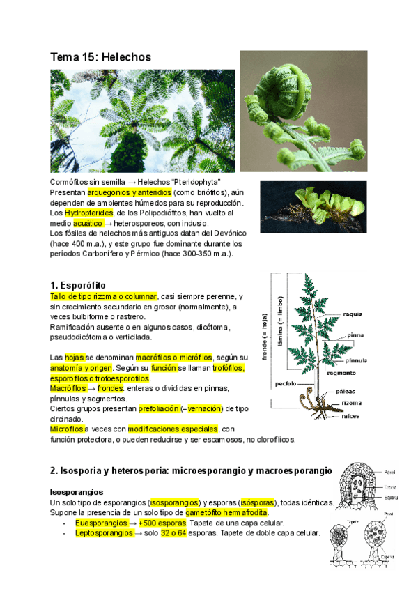 Miniatura del documento Tema-15-Helechos.pdf