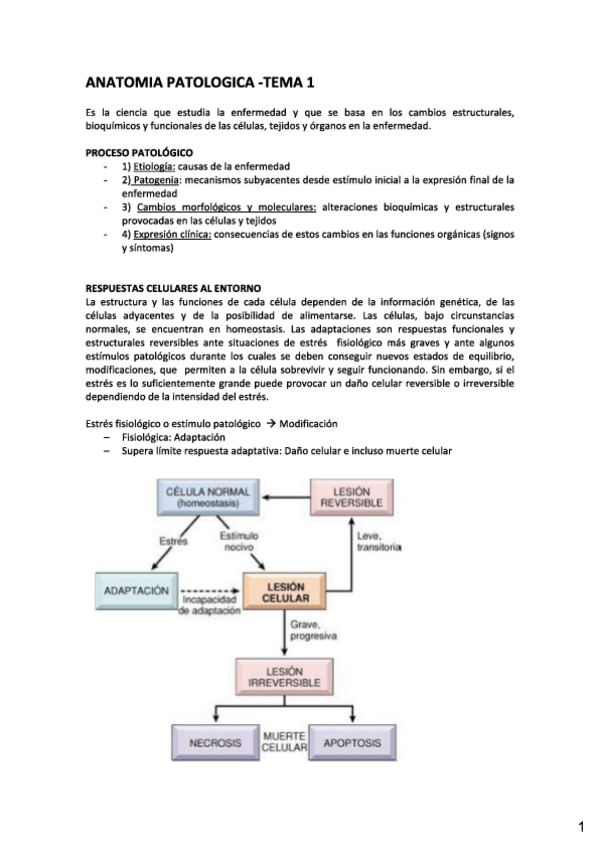 Miniatura del documento T1-y-T2.-AP.pdf