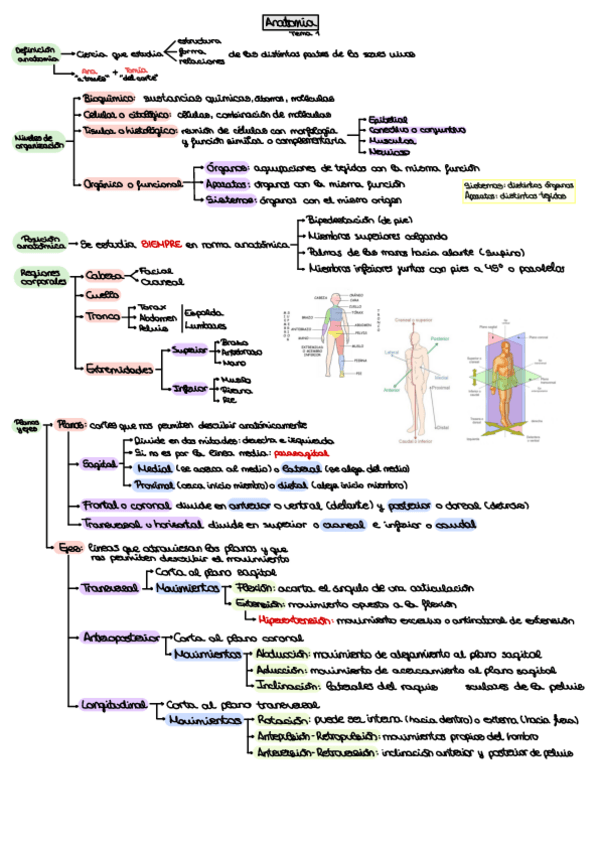 Miniatura del documento Esquema-Anatomia-Tema-1-Introduccion-al-cuerpo-humano.pdf