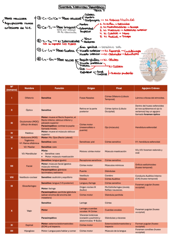 Miniatura del documento Esquemas-Anatomia-Tema-7-El-Sistema-Nervioso-Periferico-SNP.pdf
