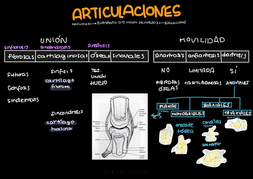 Miniatura del documento Esquema-articulaciones.pdf