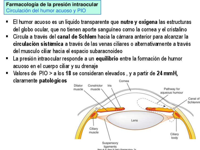 Miniatura del documento SNA.Tx-glaucoma.pdf