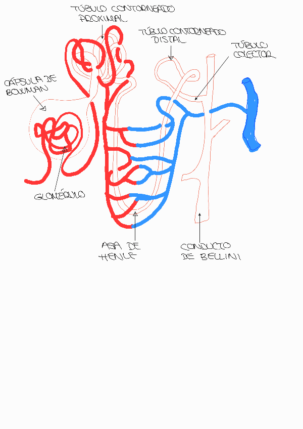 Miniatura del documento Nefrona241113130459.pdf