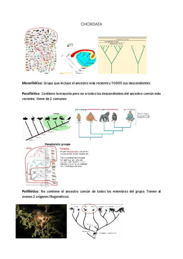 Miniatura del documento Cordados.pdf