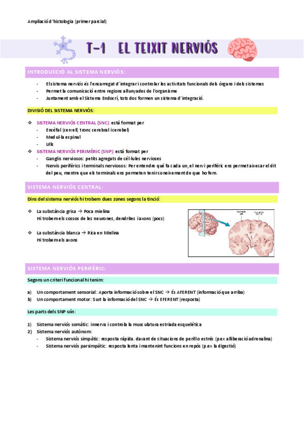 Miniatura del documento Primer-parcial-histologia-fins-t-4-cambium-vascular.pdf