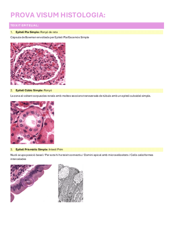 Miniatura del documento Fitxa-destudi-VISU-final.pdf