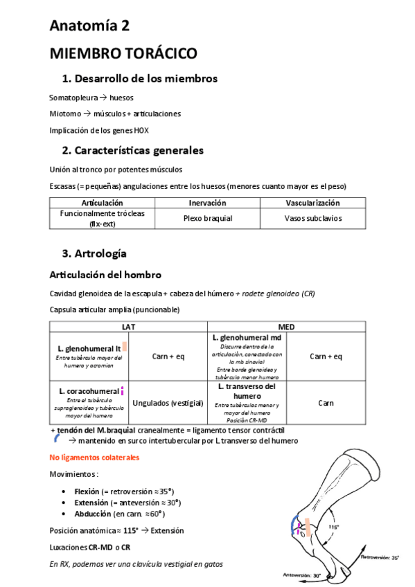 Miniatura del documento Anatomia-2.pdf