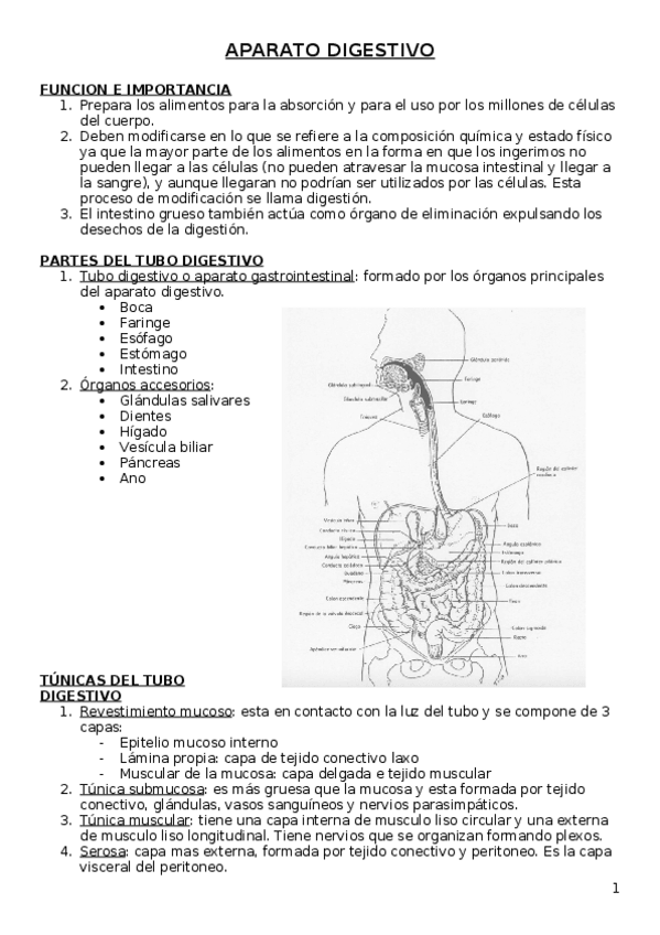 Miniatura del documento APARATO DIGESTIVO.docx