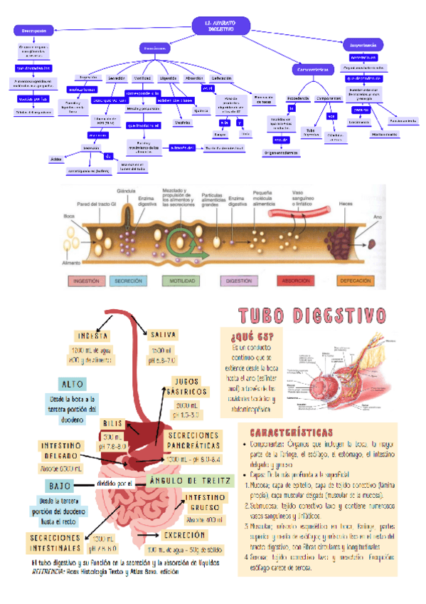 Miniatura del documento Fisiologia-del-aparato-digestivo.pdf