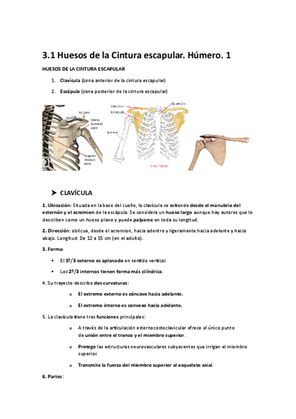 Miniatura del documento 3.1-Huesos-de-la-Cintura-escapular.-Humero.-1.pdf