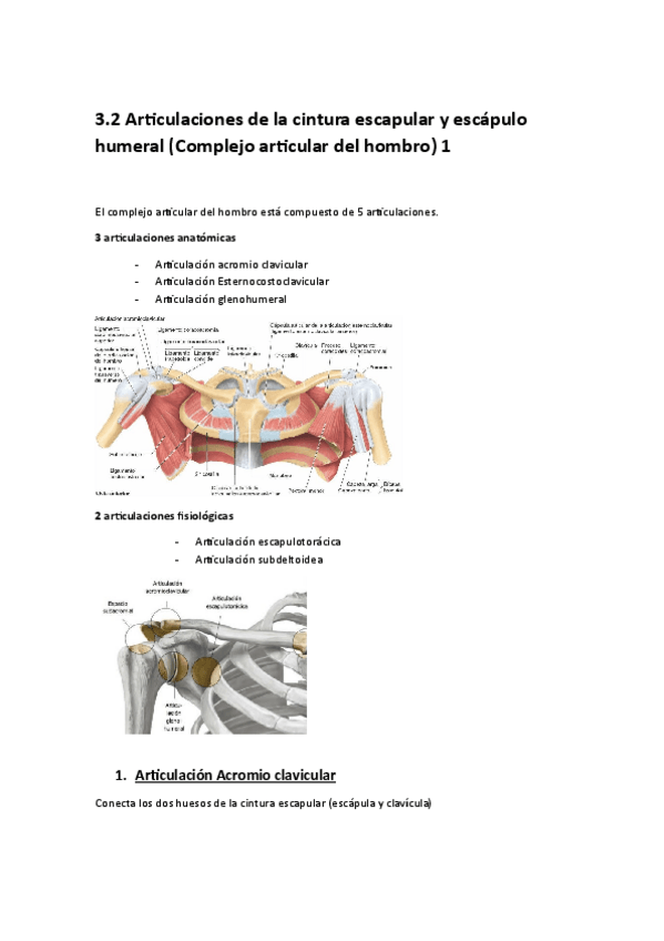 Miniatura del documento 3.2-Articulaciones-de-la-cintura-escapular-y-escapulo-humeral-Complejo-articular-del-hombro-1.pdf
