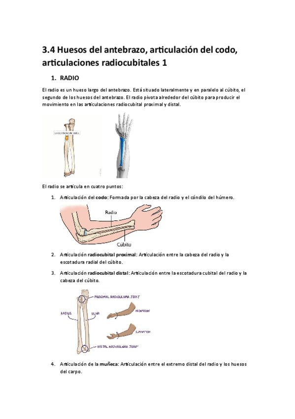 Miniatura del documento 3.4-Huesos-del-antebrazo-articulacion-del-codo-articulaciones-radiocubitales-1.pdf