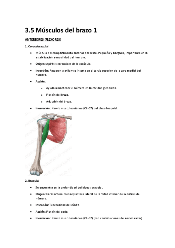 Miniatura del documento 3.5-Musculos-del-brazo-1.pdf
