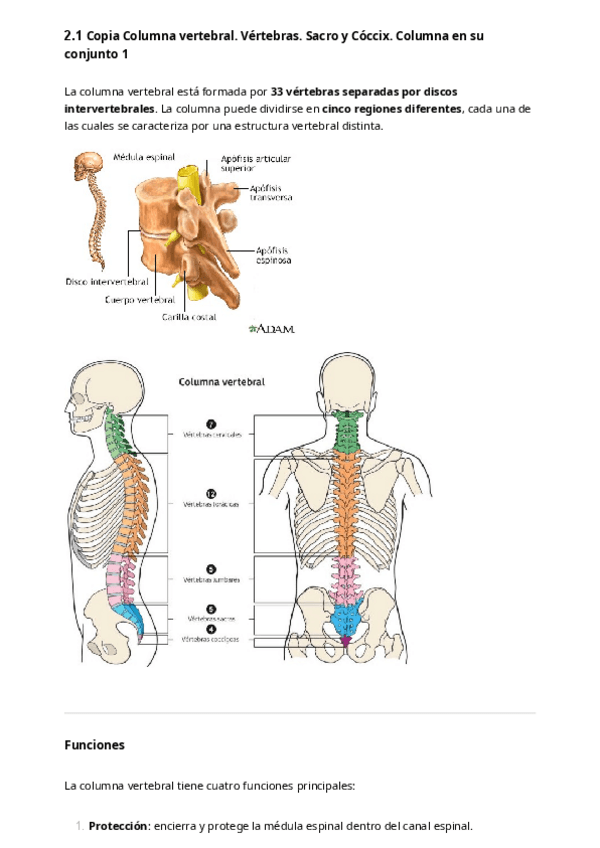 Miniatura del documento 2.1-Copia-Columna-vertebral.-Vertebras.-Sacro-y-Coccix.-Columna-en-su-conjunto-1-ALUMNOS-1.pdf