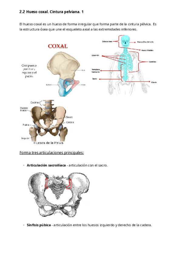 Miniatura del documento 2.2-Hueso-coxal.-Cintura-pelviana.-1.pdf