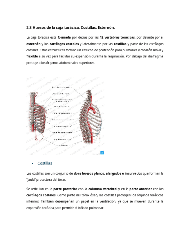 Miniatura del documento 2.3-Alumnos-Huesos-de-la-caja-toracica.-Costillas.-Esternon..pdf