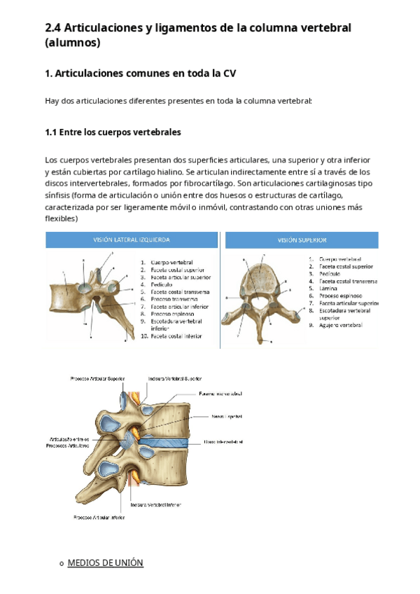 Miniatura del documento 2.4-Articulaciones-y-ligamentos-de-la-columna-vertebral.pdf