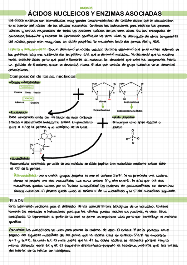 Miniatura del documento Acidos-Nucleicos-Y-Enzimas-Asociadas.pdf