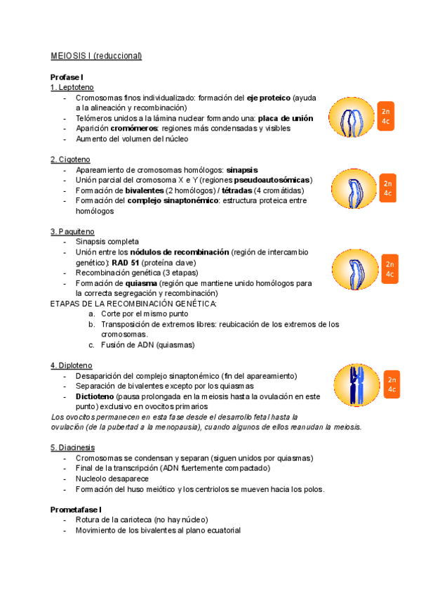 Miniatura del documento FASES-DE-LA-PROFASE-I-DE-LA-MEIOSIS-I.pdf