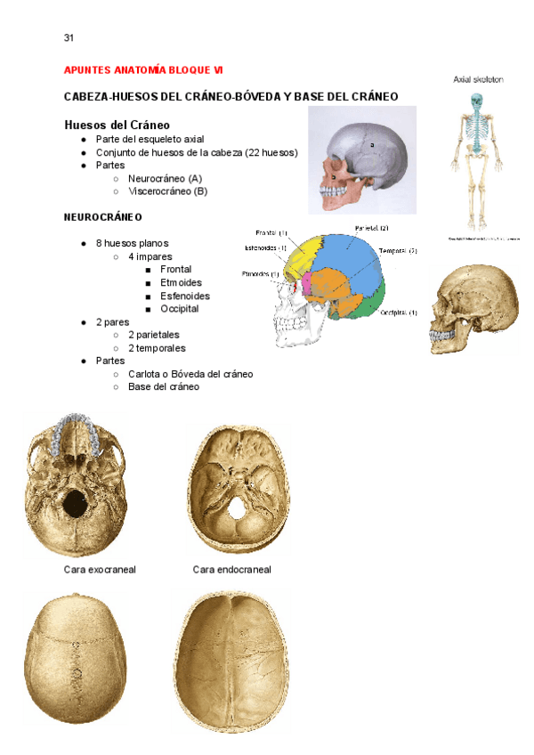 Miniatura del documento APUNTES-ANATOMIA-BLOQUE-VI.pdf
